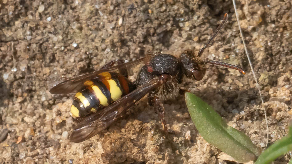 Nomada leucophthalma.jpg